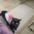 Kedi sahiplendirme fotoğraf