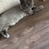 Kedi sahiplendirme fotoğraf