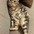 British shorthair erkek kısır fotoğraf