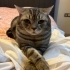 British shorthair erkek kısır fotoğraf