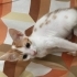 Yuva veya müsait bahçe fotoğraf
