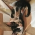 Şans kedisi calico cinsi yuva veya müsait bahçe fotoğraf