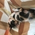 Şans kedisi calico cinsi yuva veya müsait bahçe fotoğraf