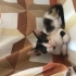 Şans kedisi calico cinsi yuva veya müsait bahçe fotoğraf