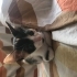 Şans kedisi calico cinsi yuva veya müsait bahçe fotoğraf