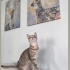 Sevimli uyumlu dişi kedi fotoğraf