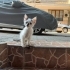 Yavru kedi ve anne birlikte sahiplendirilecektir fotoğraf