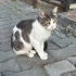Yavru kedi ve anne birlikte sahiplendirilecektir fotoğraf