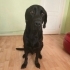 Kısır sakin tuvalet eğitimli labrador fotoğraf
