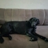 Kısır sakin tuvalet eğitimli labrador fotoğraf