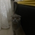 Shottish Fold kızımıza yuva arıyoruz fotoğraf