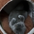 Shottish Fold kızımıza yuva arıyoruz fotoğraf