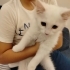 Patişe aile arıyorum fotoğraf