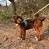 Çok tatli drahthaar dişi köpek fotoğraf