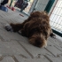 Çok tatli drahthaar dişi köpek fotoğraf