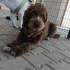 Çok tatli drahthaar dişi köpek fotoğraf