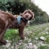 Çok tatli drahthaar dişi köpek fotoğraf