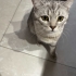 Uysal 2. Kedi olabilir fotoğraf
