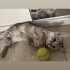 Uysal 2. Kedi olabilir fotoğraf