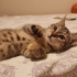 2 Aylık Sevgi Dolu Minik Yavru fotoğraf