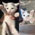 Pamuk kardeşler fotoğraf