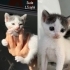 Pamuk kardeşler fotoğraf