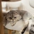 Bulut çok akılı bir kedi ve kendine yeni yuva bulmak istiyor fotoğraf
