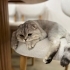 Bulut çok akılı bir kedi ve kendine yeni yuva bulmak istiyor fotoğraf