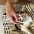 Veterinerden alındı acil yuva fotoğraf