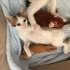 Küpşeker acil yuva arıyor fotoğraf