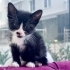 Güzeller güzeli yavrulara yuva arıyoruz fotoğraf