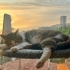 Tek ihtiyacı sabit bir ev fotoğraf