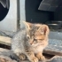 MİNİK KIZA ÖMÜRLÜK BİR YUVA ARIYORUZ 🐾 fotoğraf