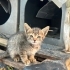 MİNİK KIZA ÖMÜRLÜK BİR YUVA ARIYORUZ 🐾 fotoğraf
