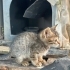 MİNİK KIZA ÖMÜRLÜK BİR YUVA ARIYORUZ 🐾 fotoğraf