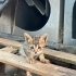 MİNİK KIZA ÖMÜRLÜK BİR YUVA ARIYORUZ 🐾 fotoğraf