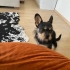 Fransız bulldog terrier kırması fotoğraf