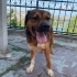 Anthos ömürlük yuvasını arıyor😍 fotoğraf