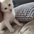 Eleni ve Kardeşlerine Yuva arıyorum fotoğraf