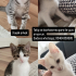 Eleni ve Kardeşlerine Yuva arıyorum fotoğraf