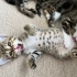 Meraklı minik kızımız ömürlük yuvasını arıyor 🐾 fotoğraf