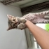 Meraklı minik kızımız ömürlük yuvasını arıyor 🐾 fotoğraf