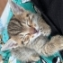 Meraklı minik kızımız ömürlük yuvasını arıyor 🐾 fotoğraf