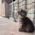 Pabuç Ömürlük Ailesini Arıyor (Ankara) fotoğraf