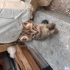 Böcek Ömürlük Ailesini Arıyor (Ankara) fotoğraf