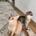 ACİL YAVRU KEDİLER fotoğraf