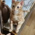 ACİL YAVRU KEDİLER fotoğraf