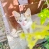 🐾 Pıtır’ın Hikâyesi: Acil Güvenli Bir Yuva Arıyor 🤍 fotoğraf