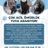 Masum üç kardeş yuva ariyor fotoğraf