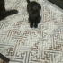 Korsan yuva arıyor fotoğraf